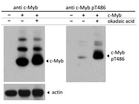 MYB / c-Myb Antibody (phospho-Thr486)