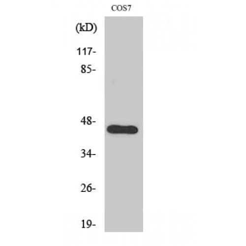 Polyclonal Rabbit anti-Human APOBEC3D + APOBEC3F Antibody (210-290 aa, Internal, IHC, WB)