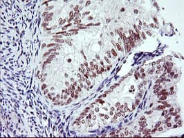 RNF113B Antibody (clone OTI2C10, Carrier-free)