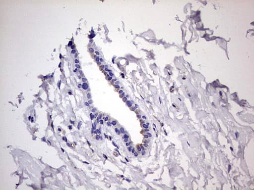 KYNU Antibody (aa1-216, clone OTI5E4)
