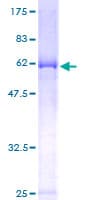 Human ESYT2 / E-Syt2 Protein (Recombinant GST)