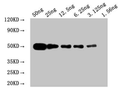 Myc Tag Antibody (clone 5F9F9)