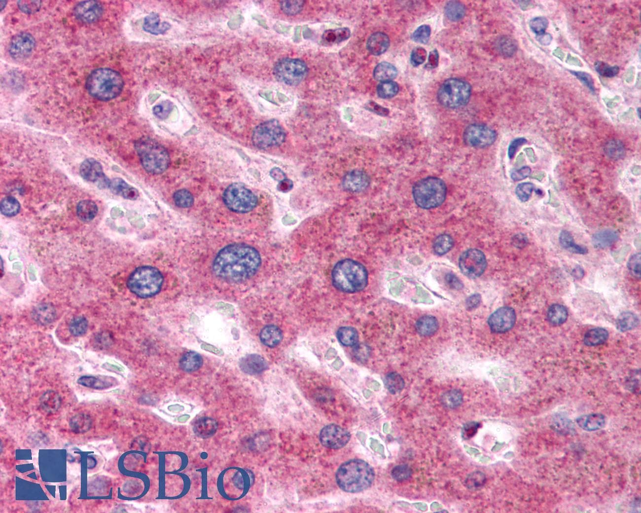 IHC-plus™ OSTC Antibody (N-Terminus)