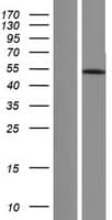 ARRB1 / Beta Arrestin 1 Protein (Over-Expression Lysate Myc-DDK (Flag))