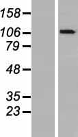 OGDHL Protein (Over-Expression Lysate Myc-DDK (Flag))