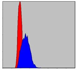 JUN / c-Jun Antibody (clone 5B1)