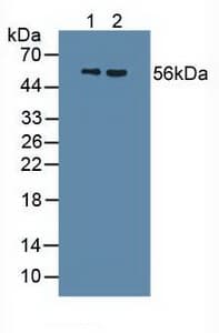 UMOD / Uromodulin Antibody (aa334-589)