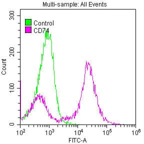 CD74 / CLIP Antibody