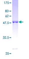 Human UCHL3 Protein (Recombinant GST)