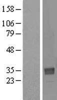 NTAN1 / PNAD Protein (Over-Expression Lysate Myc-DDK (Flag))
