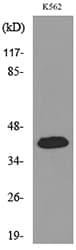 CX3CL1 / Fractalkine Antibody