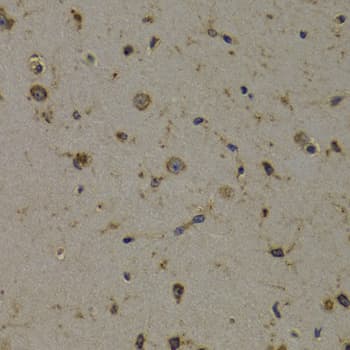 EEF1D Antibody