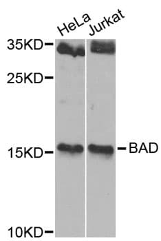 BAD Antibody
