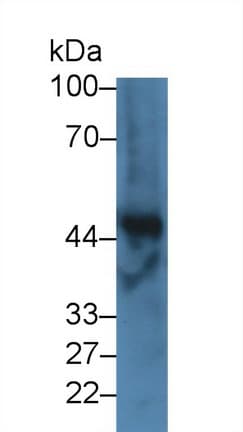 FGG / Fibrinogen Gamma Antibody (aa168-444, Biotin)