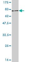 Monoclonal Mouse anti-Human STAT3 Antibody (clone 1D11-2A11, WB)