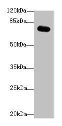 Polyclonal Rabbit anti-Human BLAP75 / RMI1 Antibody (WB)