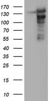 NNA1 / AGTPBP1 Antibody (clone OTI9A3)