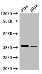 E. coli dcyD Antibody (Biotin)