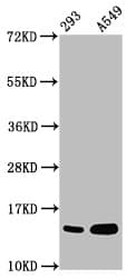 HIST1H2BN Antibody