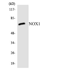 Polyclonal Rabbit anti-Human NOX1 Antibody (aa417-466, WB)