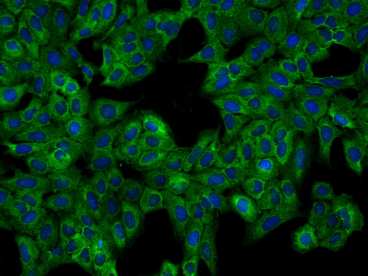 Polyclonal Rabbit anti-Human FAM43B Antibody (IF)