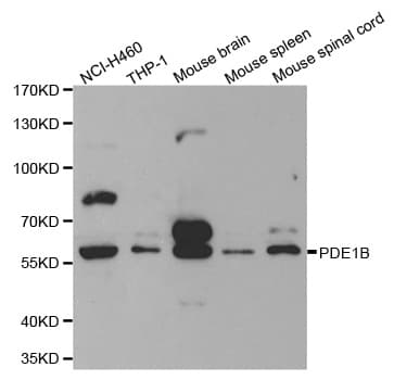 PDE1B Antibody