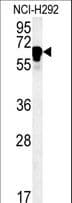 Polyclonal Rabbit anti-Human TTC26 Antibody (aa467-496, IHC, WB)
