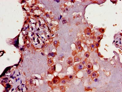 CD33 Antibody