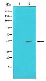 CREB1 / CREB Antibody