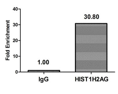 HIST1H2AI Antibody