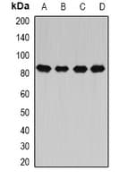 CARS1 / CARS Antibody