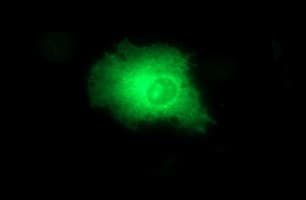 CD44 Antibody (clone OTI5D5)