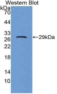 IGFBP5 Antibody (aa25-271)