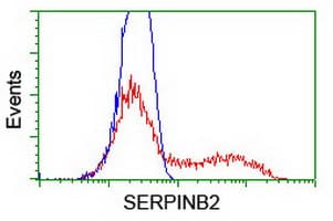 Monoclonal Mouse anti-Human SERPINB2 / PAI-2 Antibody (clone OTI3H1, IHC, WB)