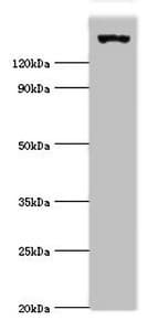 GCN2 Antibody (aa1-300)