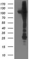 NEK9 Antibody (clone OTI1H1, Carrier-free)