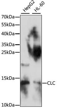 CLC Antibody