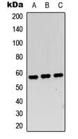 MYC / c-Myc Antibody (C-Terminus)