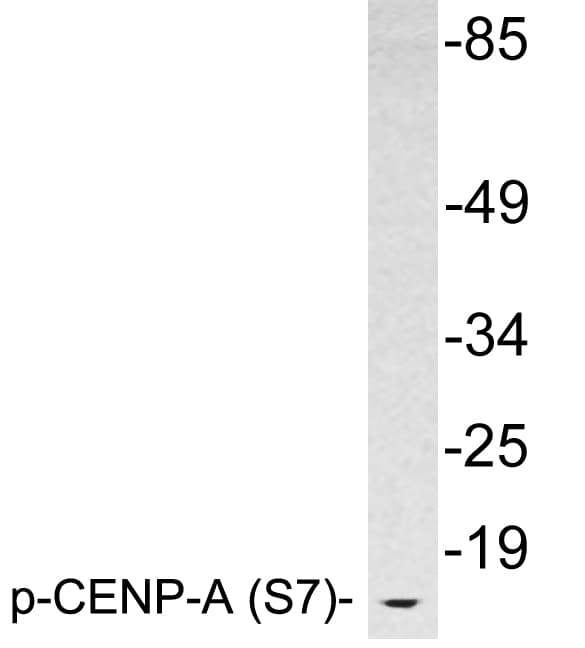 CENPA / CENP-A Antibody (phospho-Ser7)