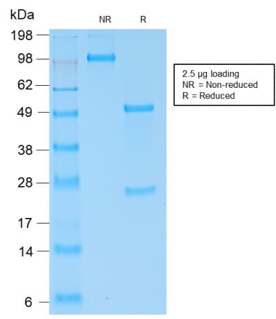 Kappa Light Chain Antibody (clone KLC2289R, Azide-free, Carrier-free)
