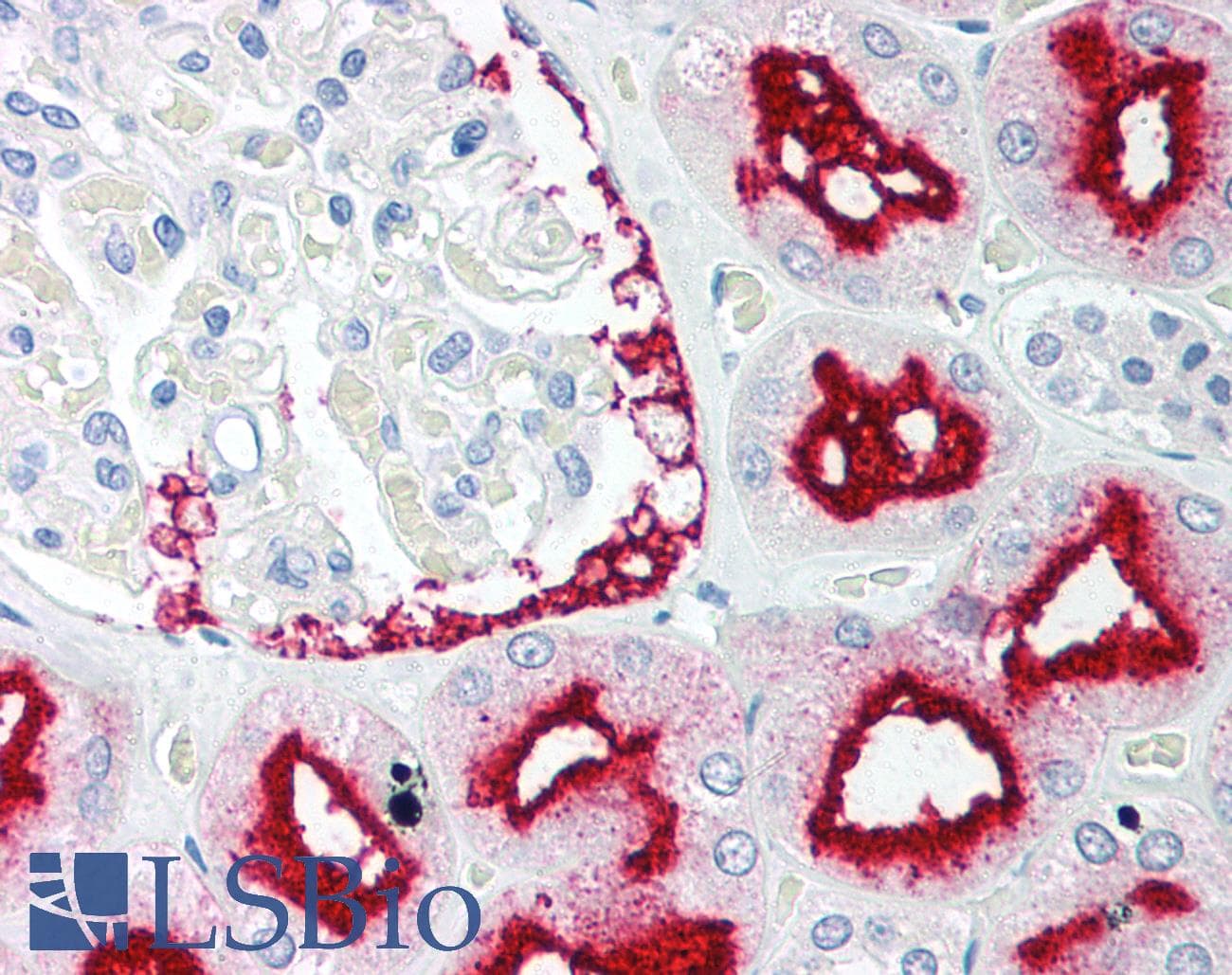 IHC-plus™ Polyclonal Rabbit anti-Human BAG1 / BAG-1 Antibody (IHC, IF, WB)