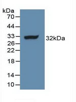 PINK1 Antibody (aa310-566, PE)