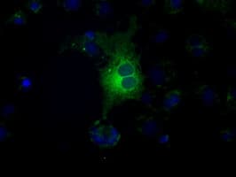 Monoclonal Mouse anti-Human CD32A Antibody (clone OTI16E7, IHC, IF, WB)