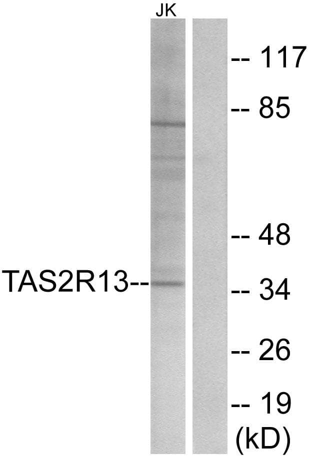 T2R13 / TAS2R13 Antibody