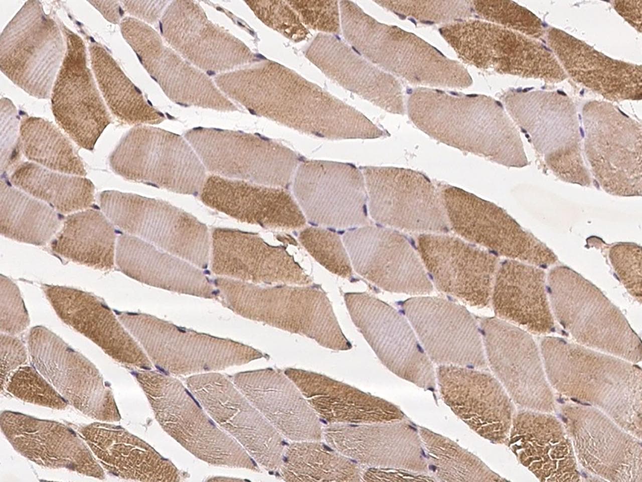 WNT7A Antibody