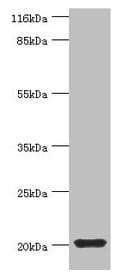 MYLPF Antibody (aa2-169)