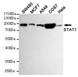 Monoclonal Mouse anti-Human STAT1 Antibody (WB)