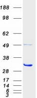 Human PSMC5 / SUG1 Protein (Recombinant Myc-DDK (Flag))
