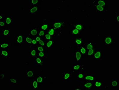 HIST1H4I Antibody