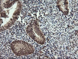 FAM164A / CGI-62 Antibody (clone OTI4B5)